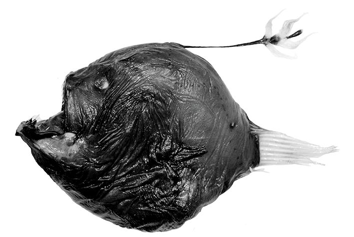 Bufoceratias wedli_03.jpg